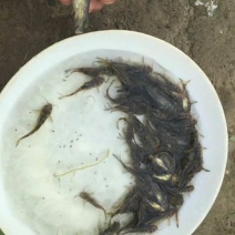 优质全雄黄骨鱼苗黄辣丁鱼苗黄颡鱼苗黄丫头淡