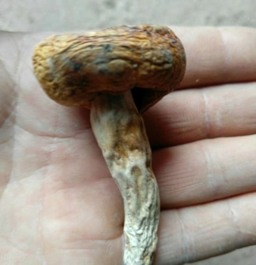 空心菌又叫油辣菇纯野生无污染干度好无霉无杂质