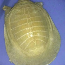 黄沙鳖