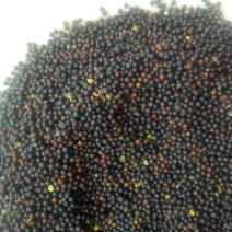 油菜籽