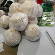 进口椰子