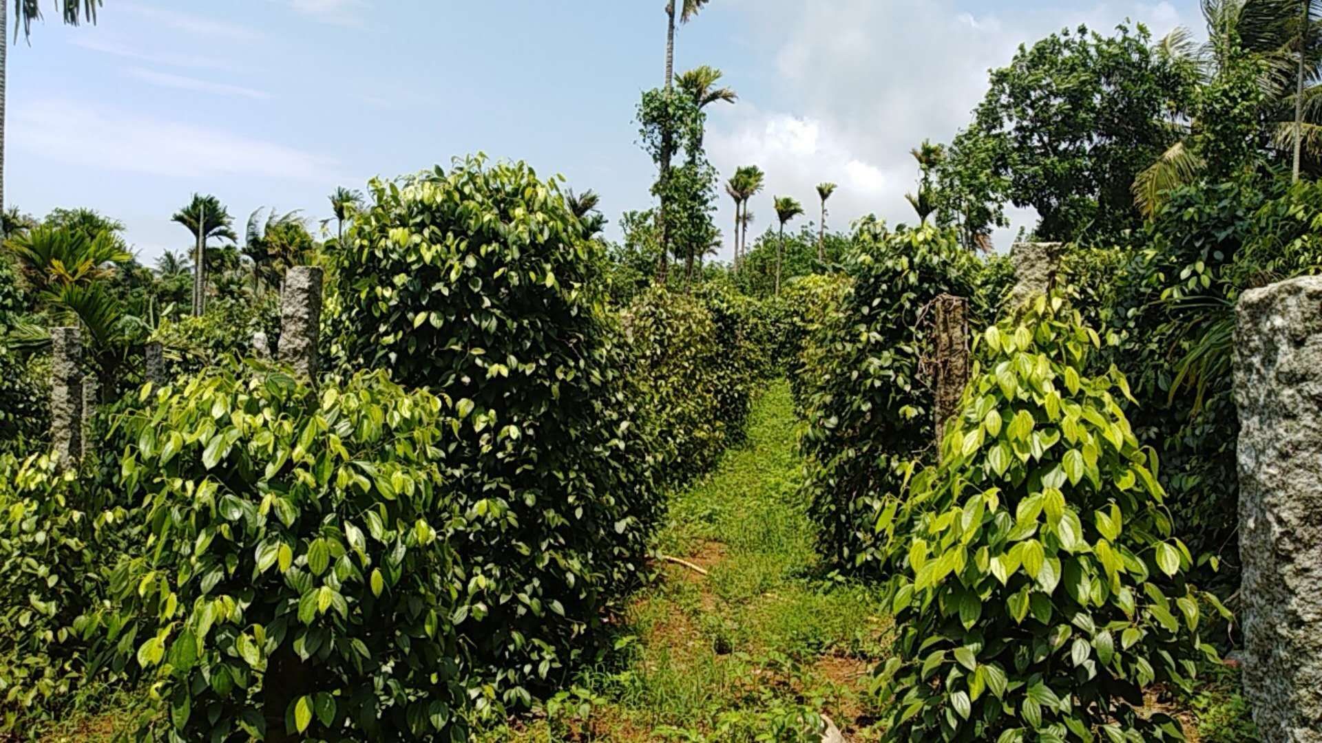 砂拉越白胡椒种植园