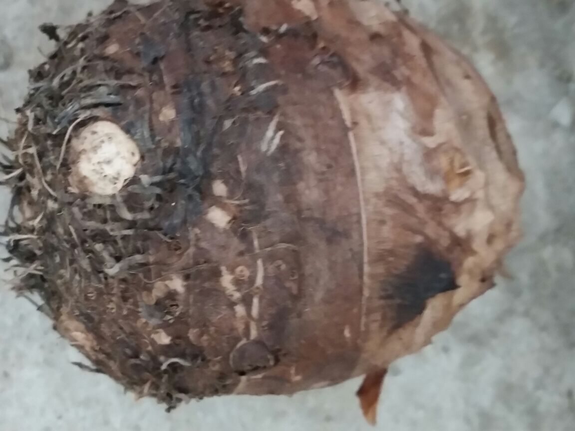 荔浦芋头的外观特征