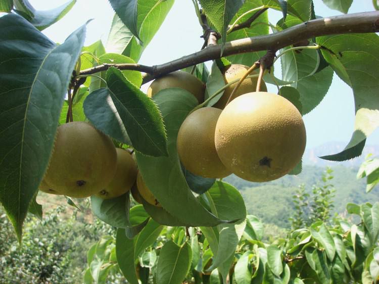 山酸梨植株与果实特写