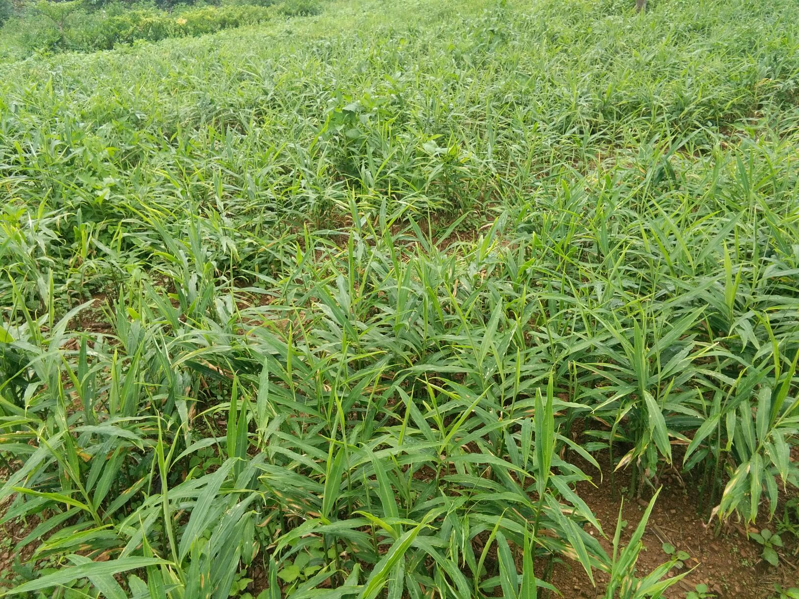 铜陵白姜种植基地航拍图
