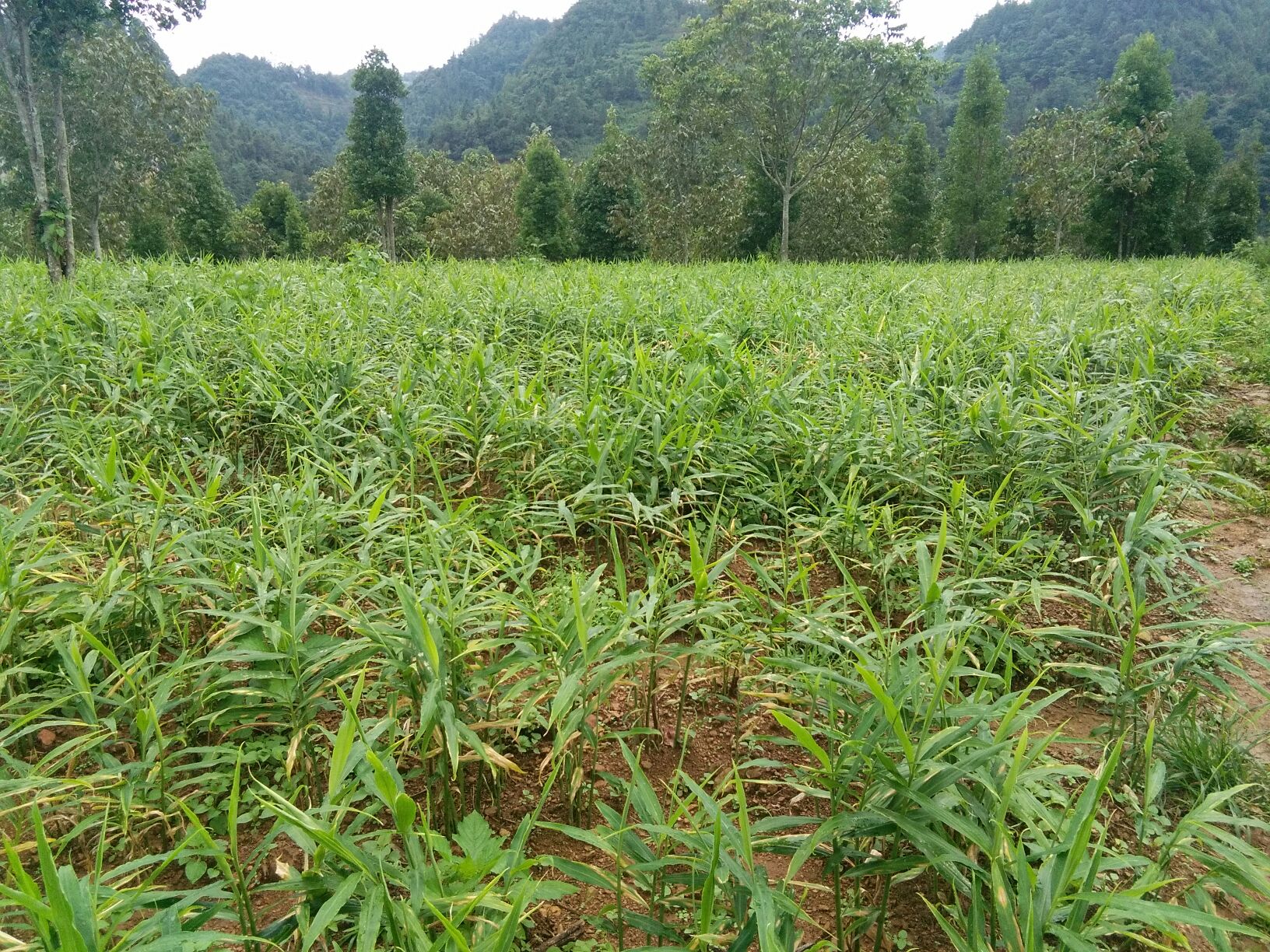 农民在田间采收子姜