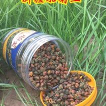 胎菊王罐装