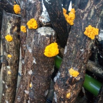 优质椴木金耳，自产自销，大量供应干货，鲜货，需要的老板速