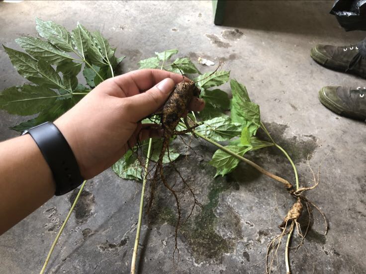 珠子参林下种植场景