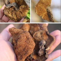 松蘑一级