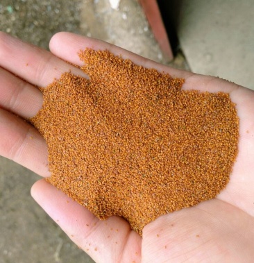 葶苈子麦蒿子婆婆蒿种子干净无杂质