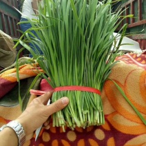 大叶韭菜，2茬平茬40公分，