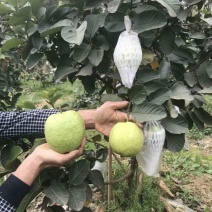 红宝石番石榴苗