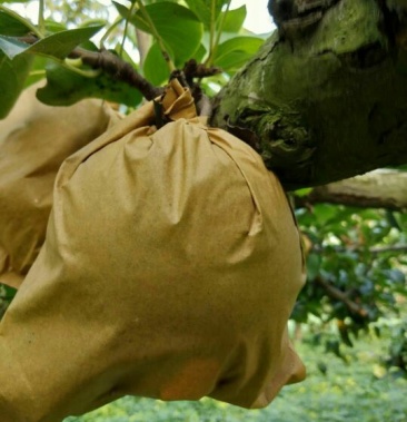 套袋丰水梨,口感甜汁水多,,口感甜,皮薄肉厚