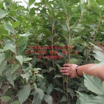 菊花，国庆菊