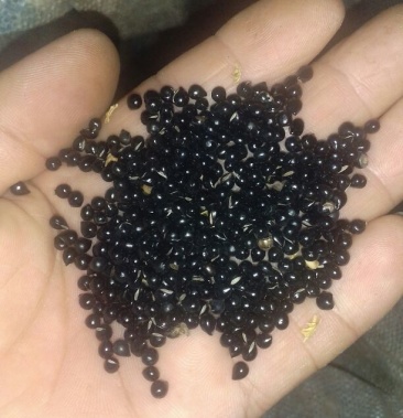 [白鲜皮批发]家种白鲜皮种子价格420.00元/斤 - 一亩田