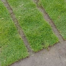 30✘100mm的草卷，规格可根据个人需要定制。