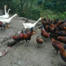 贵州本地鸡