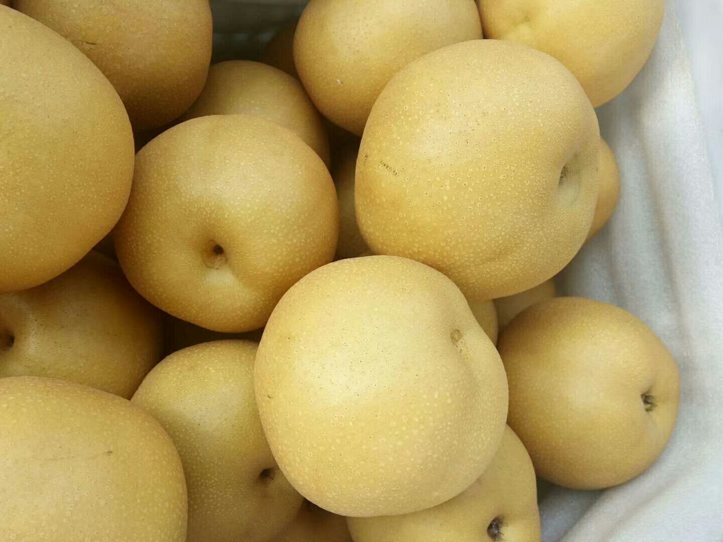 黄金梨果实特写，展示其薄皮特征