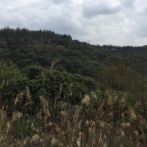 土地出租！山地！种了果树20年！合作