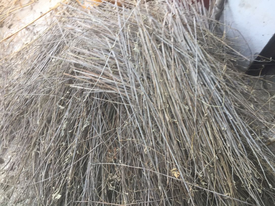 罗汉松枝干上的介壳虫