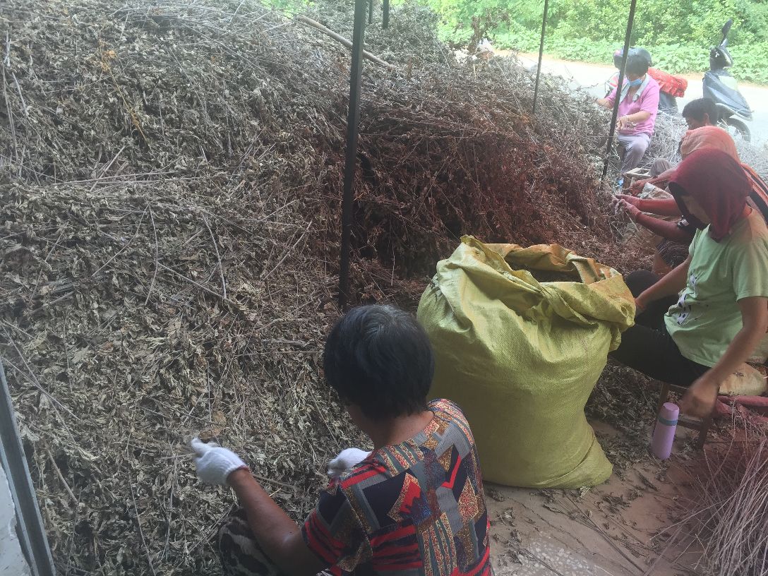 浙贝母采收与加工