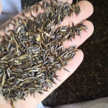 波斯菊种子格桑花种籽纯新包发芽率高花期6-8月