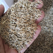 早熟禾种子净度好发芽率高耐旱力强草坪种子