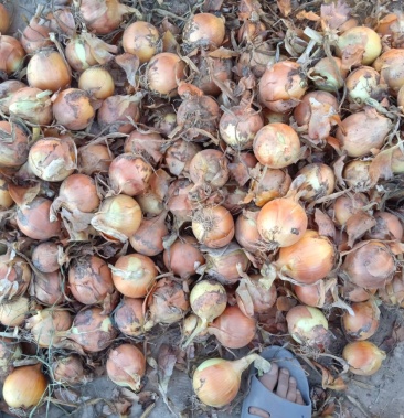 [大葱批发]小黄葱价格0.24元/斤 - 一亩田