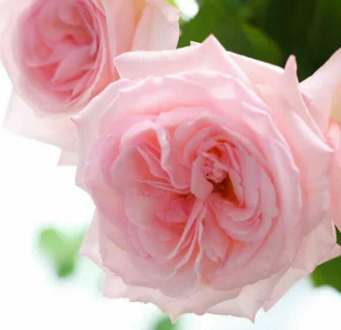 弗洛伦蒂娜月季的花型特写