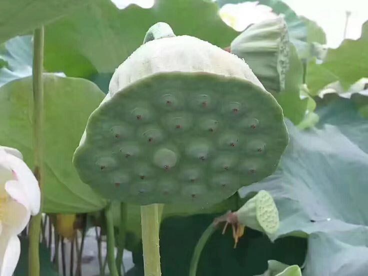 白莲子加工流程图