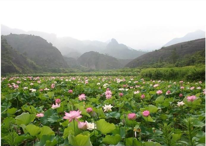 由古莲子培育出的莲花盛开在实验田中 盛开的古莲花朵