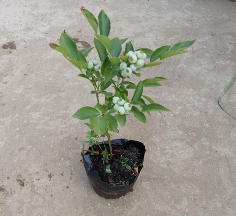 蓝莓与放大镜对比图