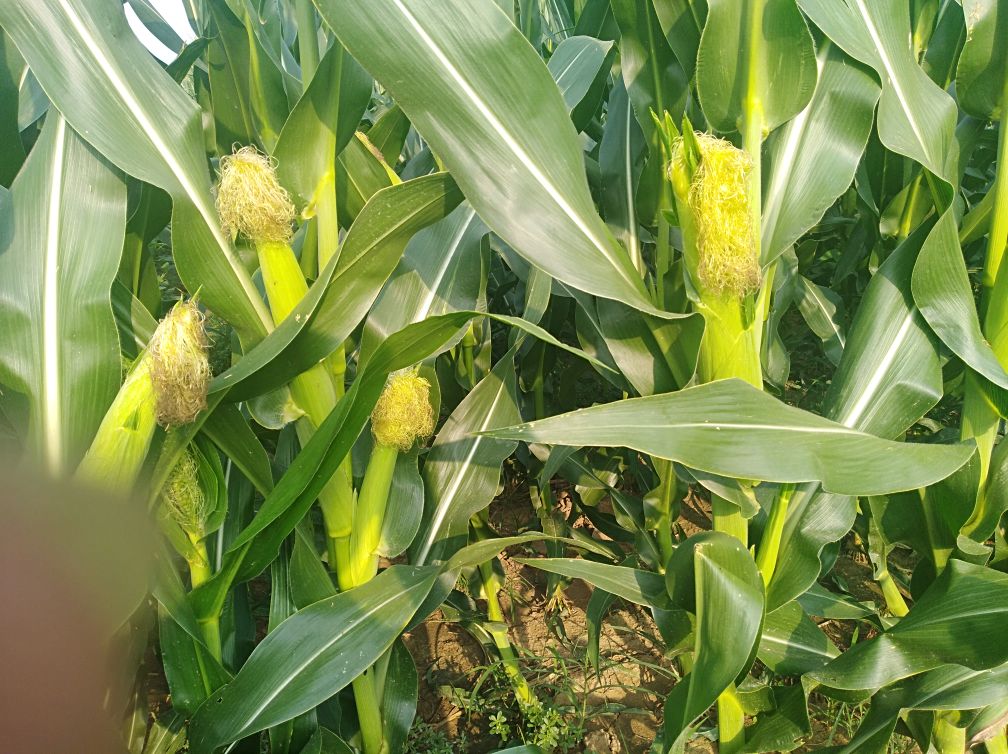 田间试验中的甜糯玉米植株