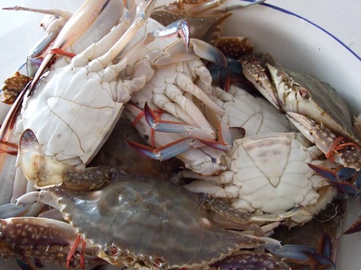 远海梭子蟹在海水中游动