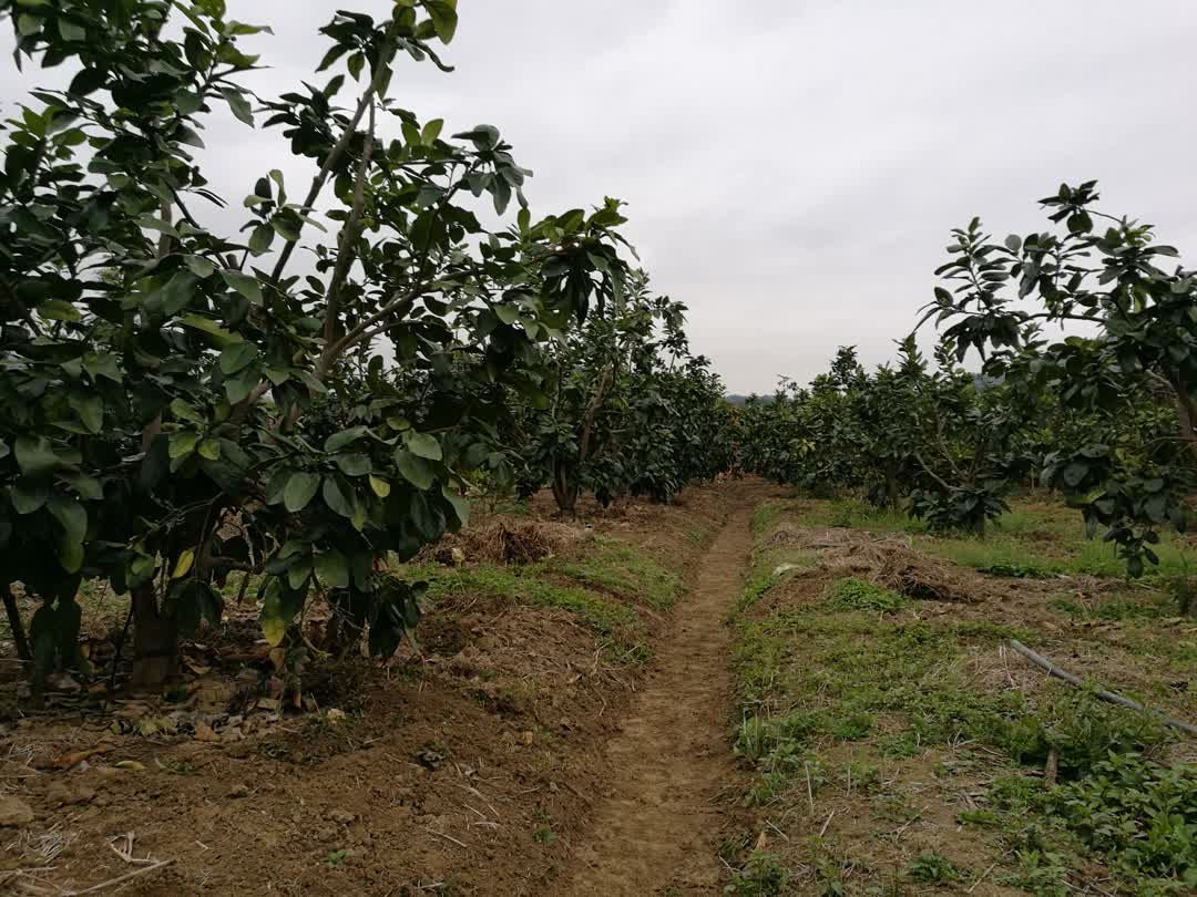 蜜柚果园实景图