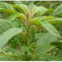 蔬菜种子雪樱子种子特菜种子蔬菜新品种