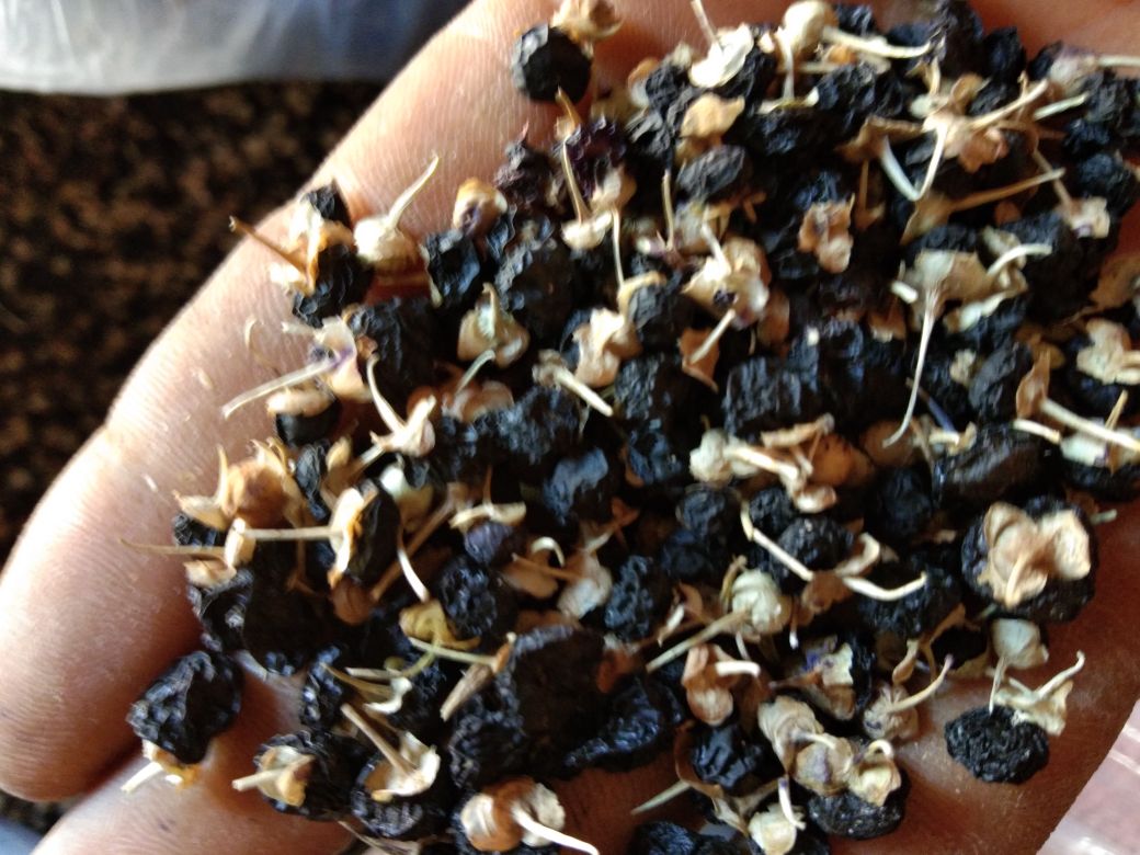 男性手掌特写：手心托放三颗饱满黑枸杞干果，背景虚化呈现办公桌一角（键盘、保温杯），暗示现代职场男性日常养生场景