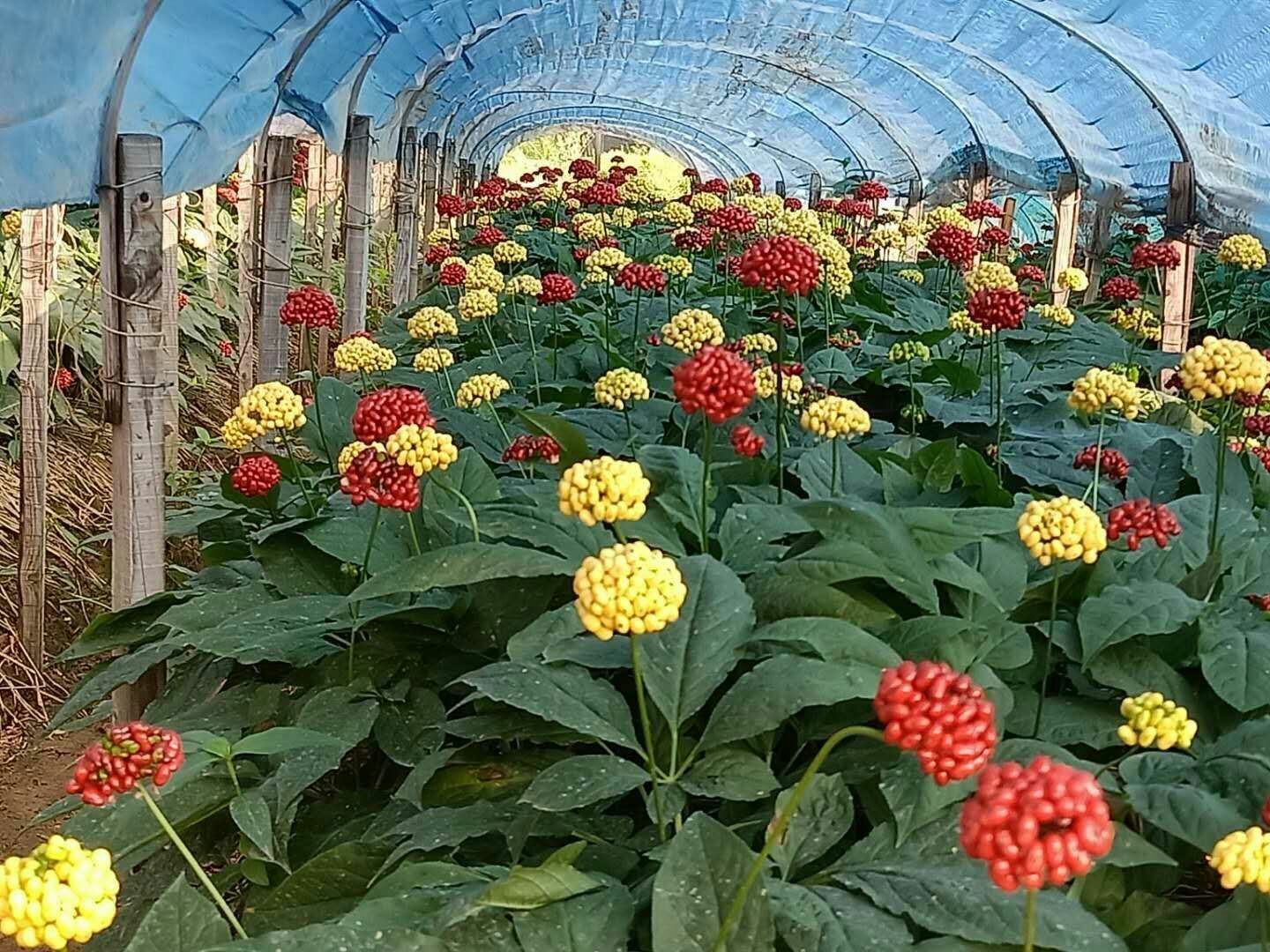 鲜人参种植基地实景图