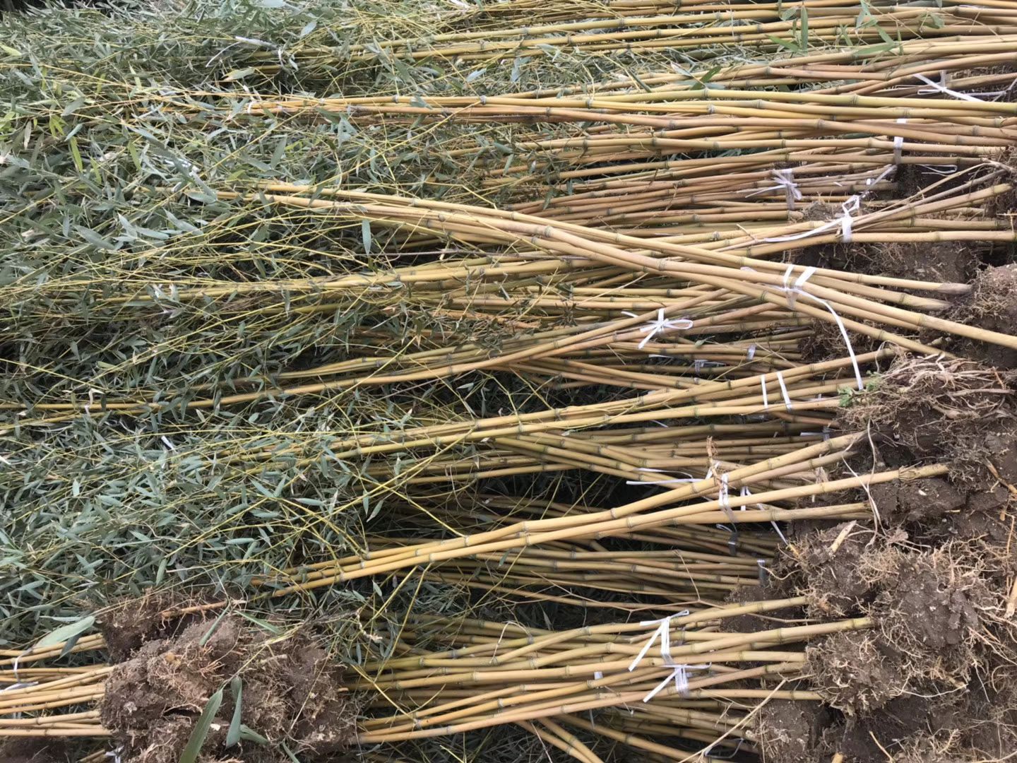 金镶玉竹春季种植现场