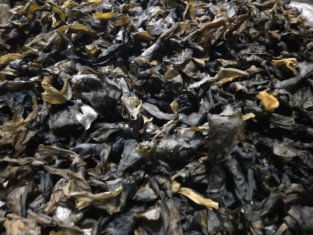 干海带与鲜海带对比图