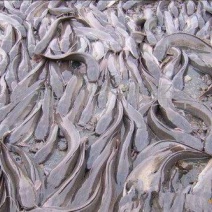 胡子鲶