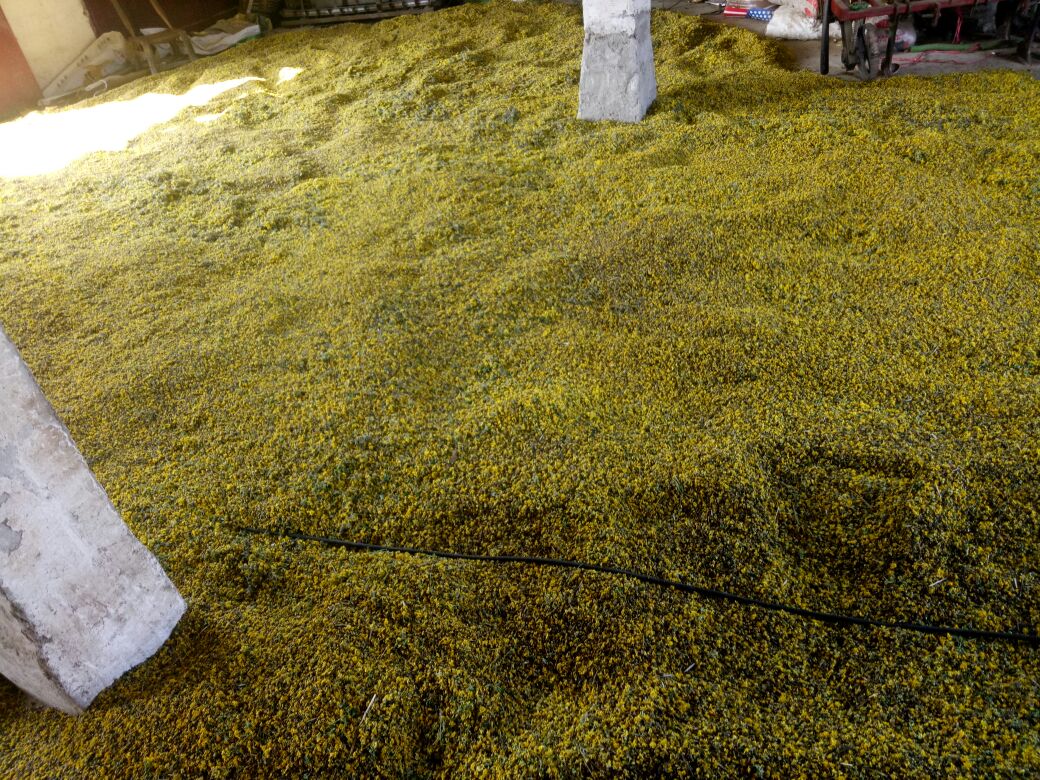 现代化的野菊花种植基地,采用科学管理提升产量与品质 野菊花种植基地