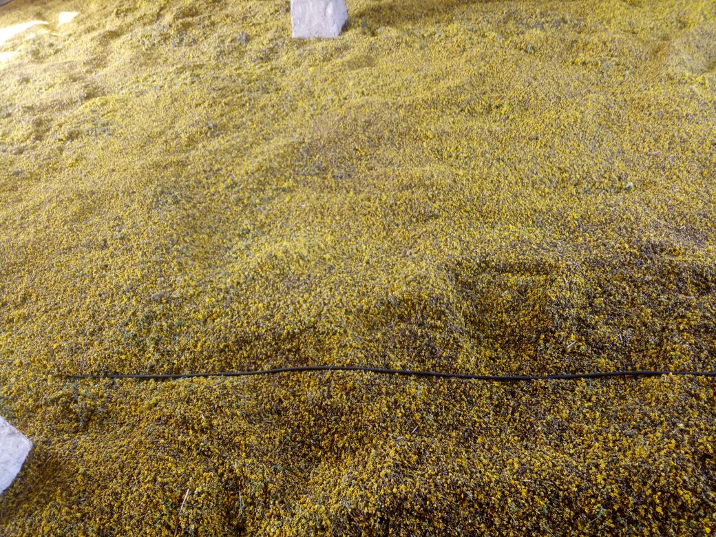 一片阳光明媚的山坡上,农民正在竹席上摊开大量金黄色的野菊花进行自然晾晒,背景为青山环绕,空气中弥漫着淡淡的花香,展现了传统中药材初加工的真实场景 野菊花晾晒场景