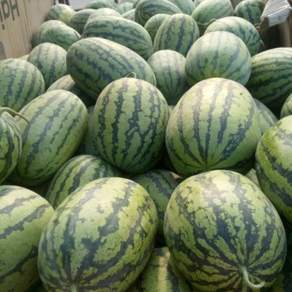 冠龙西瓜价格行情
