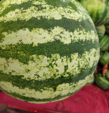 [西瓜批发]籽瓜价格0.40元/斤 - 一亩田