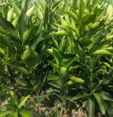 伦晚脐橙苗30cm~50cm