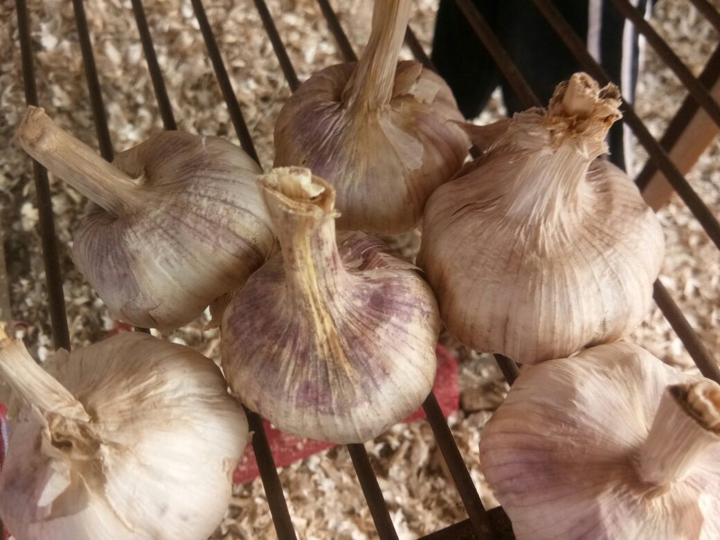 白皮蒜剥皮与清洗过程