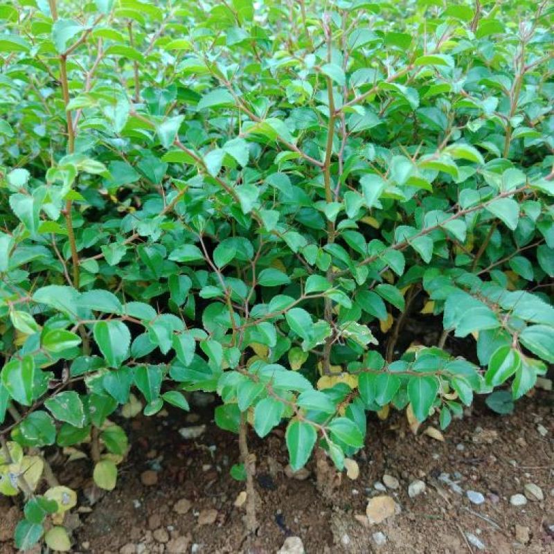 铁篱笆苗马甲苗刺苗鸟不沾刺苗围园刺苗