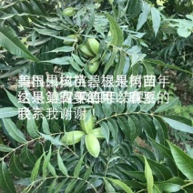 2-5公分碧根果树大量出售